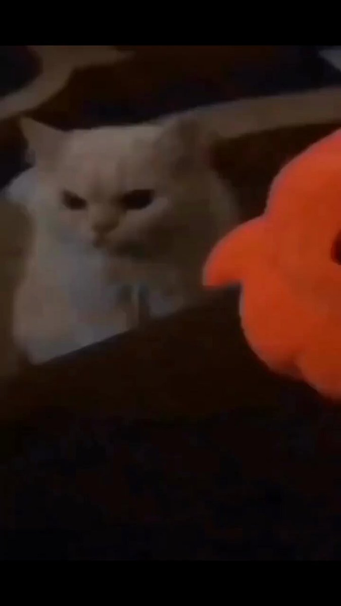 Punch Cat - https://t.co/ji6PsDw1r7