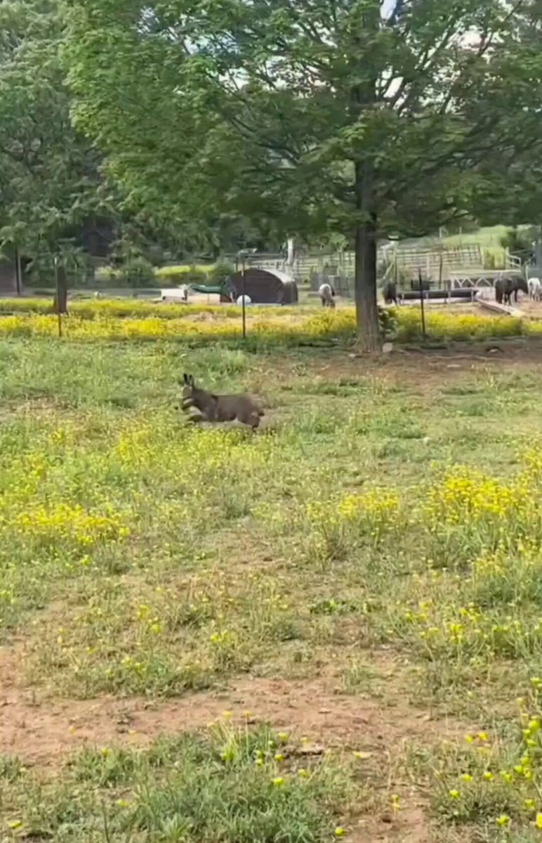 Nature is Phenomenal - Baby donkeys are the cutest 🥰🐴