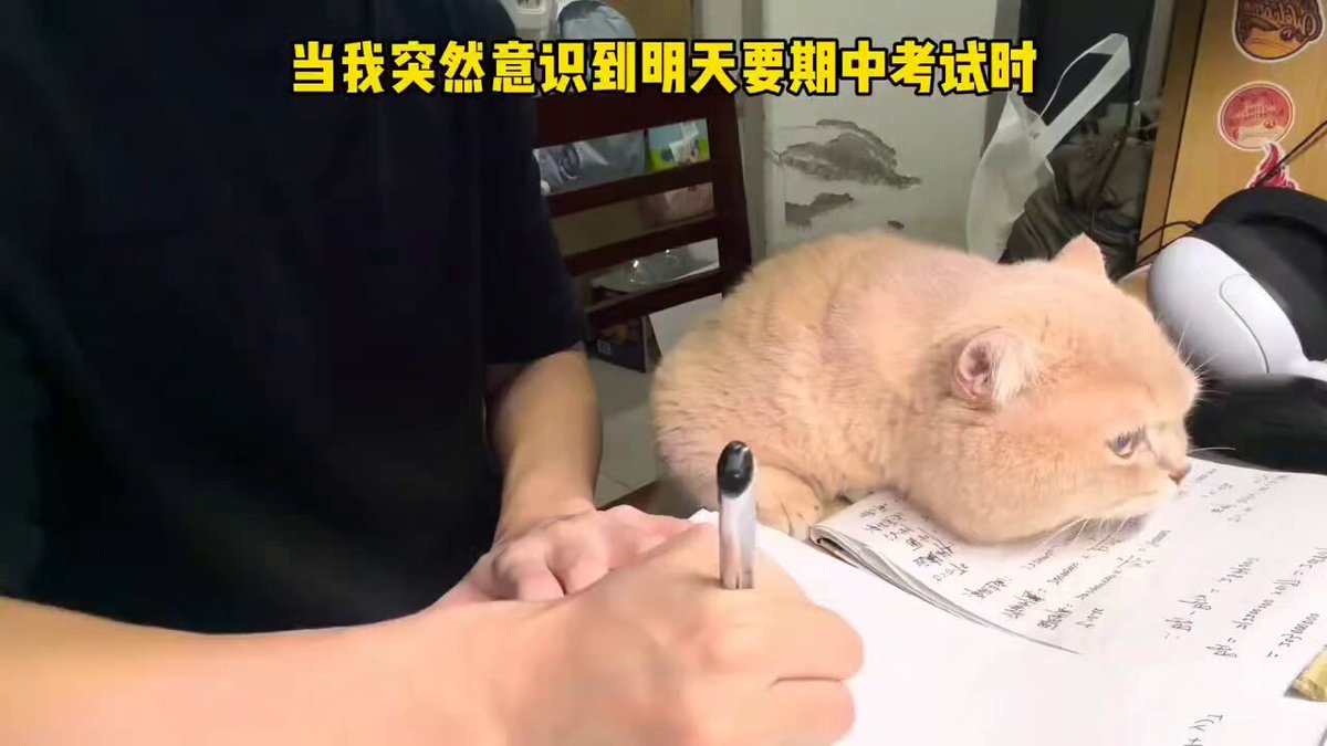 CAT LOVERS - https://t.co/fj9tWKSugG