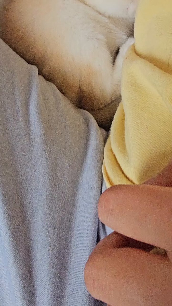 CAT LOVERS - https://t.co/Wmkq9GIUzT