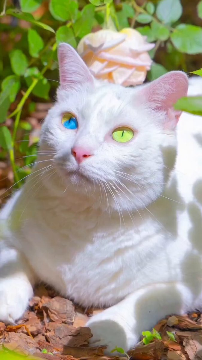 CAT LOVERS - https://t.co/QwYjO9ghDa