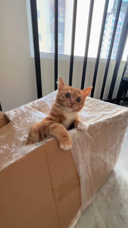 Cute kitten best video  #funnycat #cutcat #tiktok #catsoftiktok #foryou 
