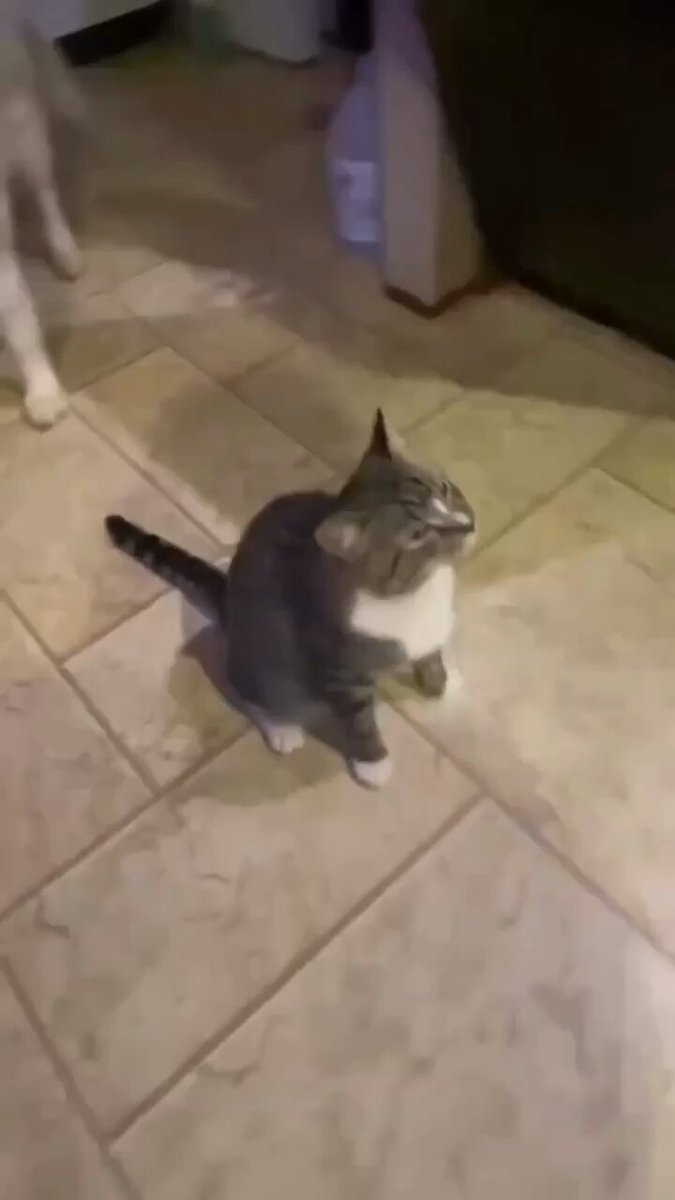 Punch Cat - https://t.co/hkdbtHkdKE