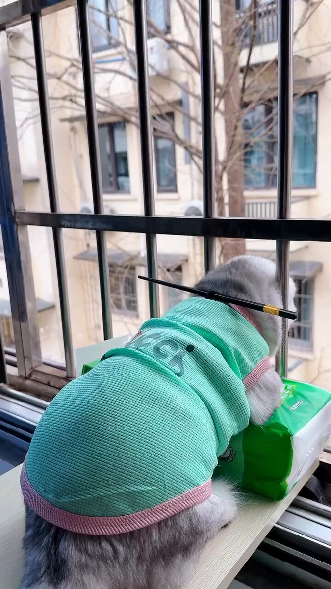 We don't deserve cats 😺 - This is how i stop him from going outside 😹