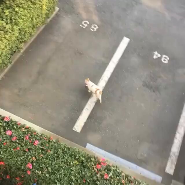 CAT LOVERS - https://t.co/1ixPwwopzJ