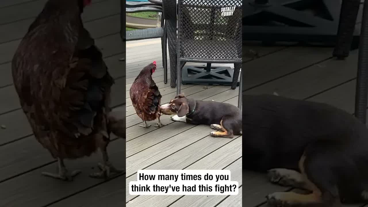 Puppy and Chicken just aren't seeing eye to eye 😅 #shorts #funny