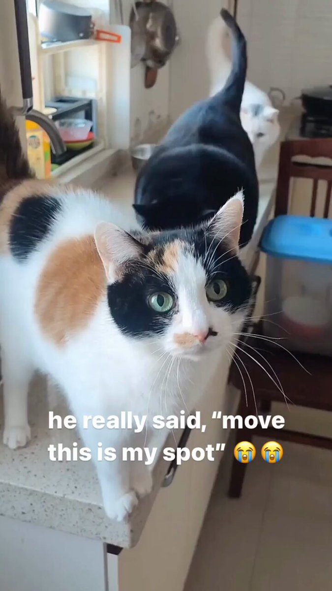 Punch Cat - https://t.co/AmvsXRKKv4