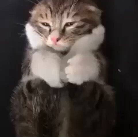 Punch Cat - https://t.co/UQEhF1OuVL