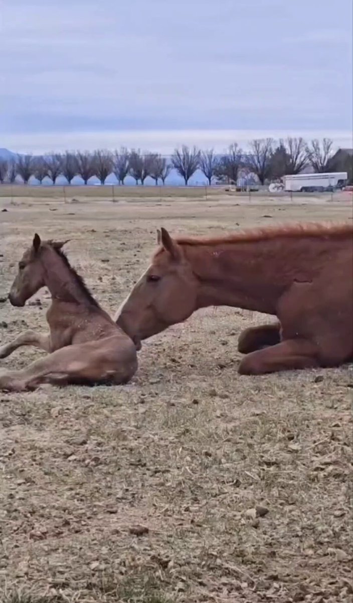 Nature is Phenomenal - First steps of Horse Baby 🐴♥️