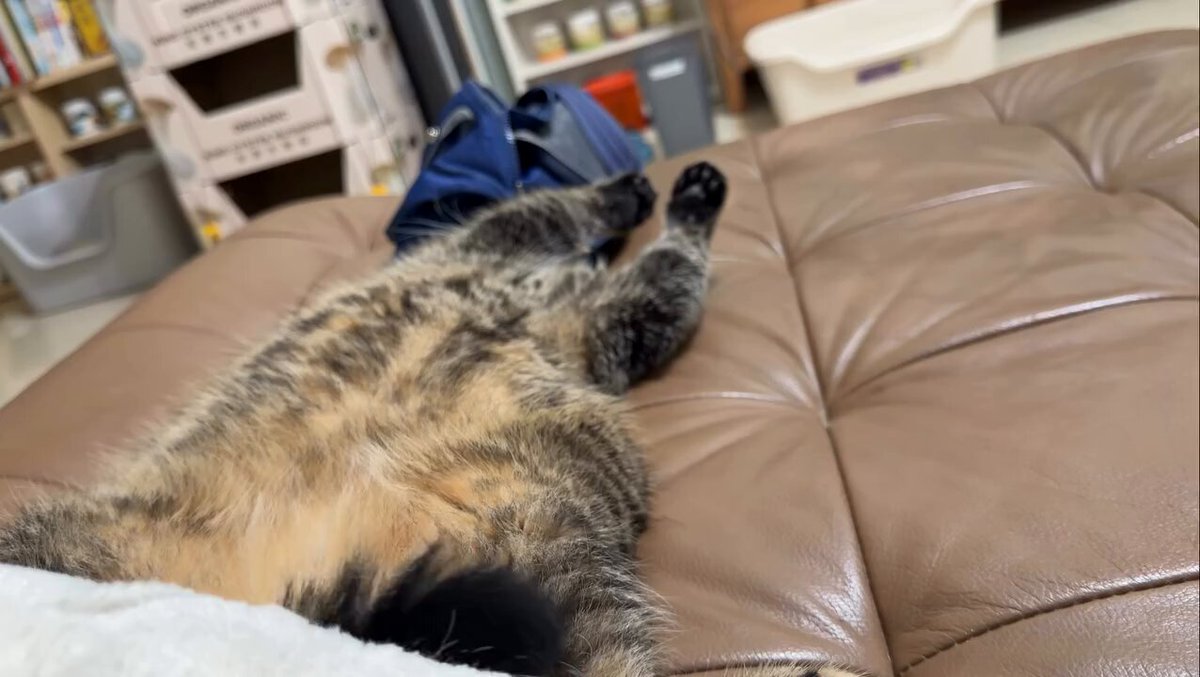 CAT LOVERS - https://t.co/g9rVgMnx8y