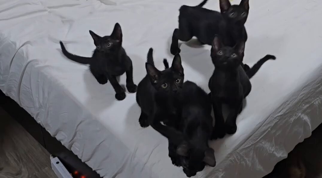 CAT LOVERS - https://t.co/YzvILI9sgU