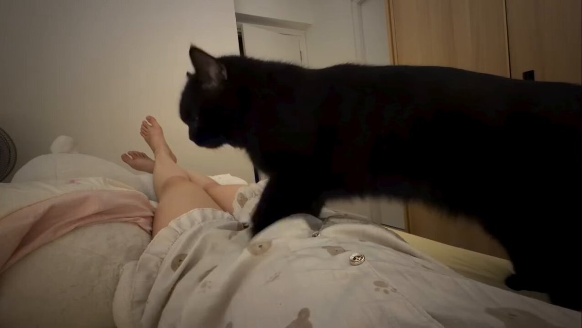 CAT LOVERS - https://t.co/ZKAFqT9SpL