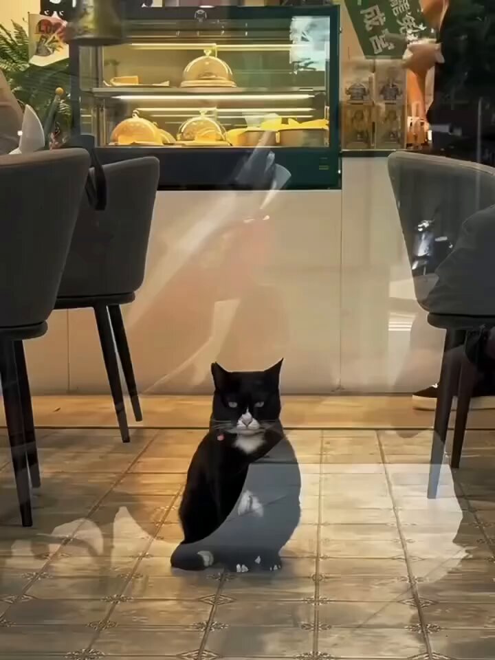 CAT LOVERS - https://t.co/avTxME0npC