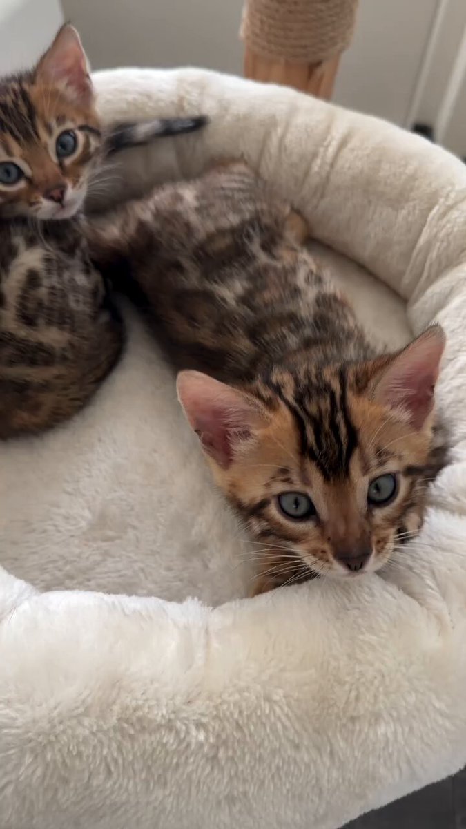 CAT LOVERS - https://t.co/xc8FabNfox