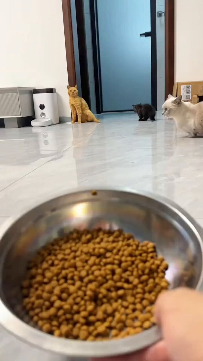 CAT LOVERS - https://t.co/dlkvwX2DFB