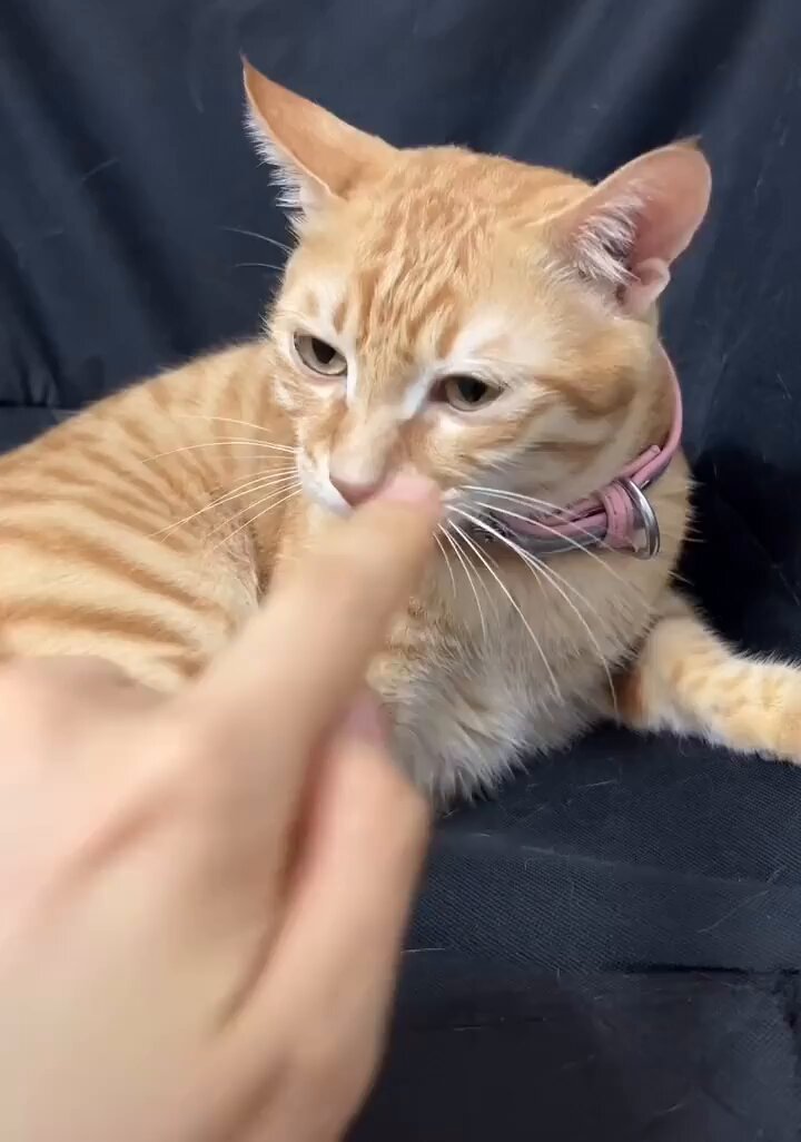Punch Cat - https://t.co/Qgj0p3GmG6