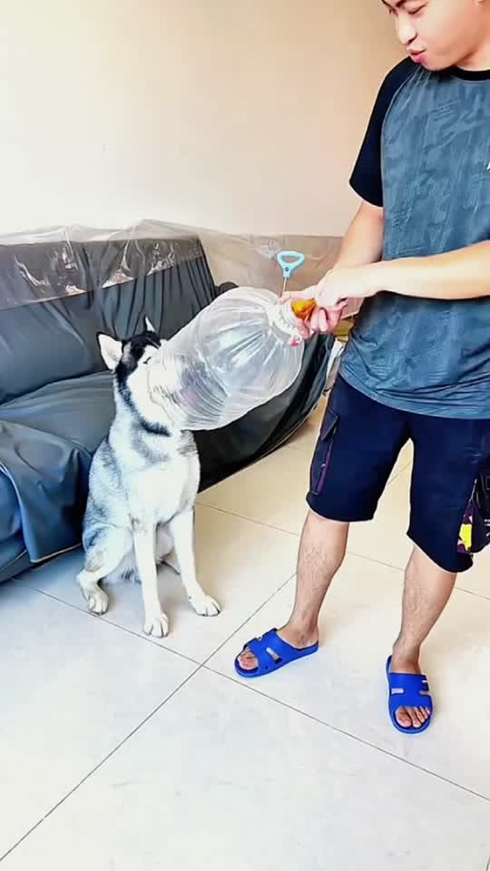 #pet #chien #funnytiktok #funnydog #dog 