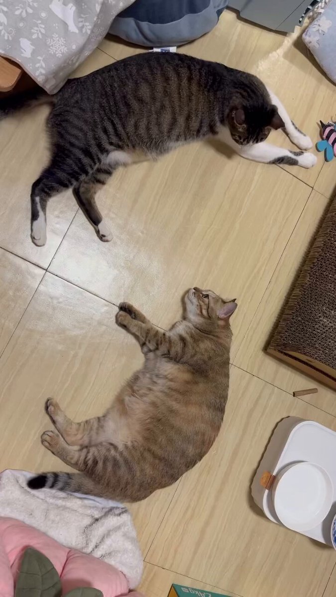 CAT LOVERS - https://t.co/7iD4VvcxnM