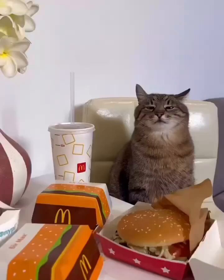 Punch Cat - https://t.co/WHzHARqACW